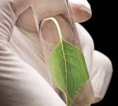 Revenda de plantas medicinais na farmácia